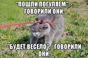 Котоматрица