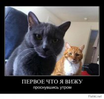 Котоматрица