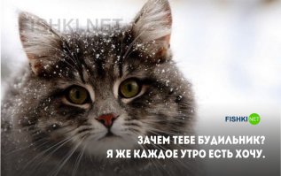 Котоматрица
