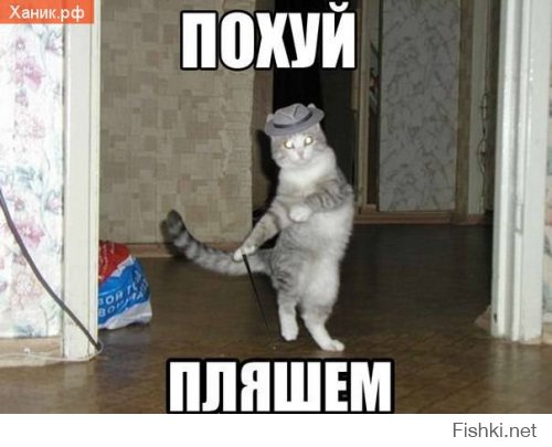 Котоматрица