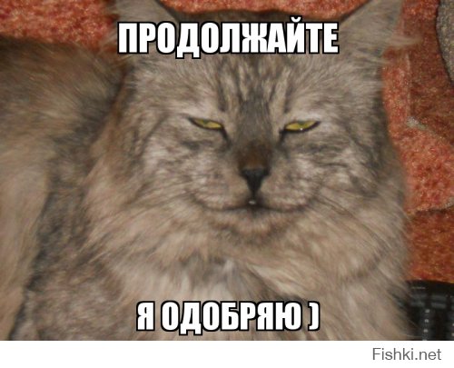 Котоматрица