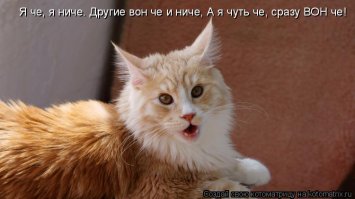 Котоматрица