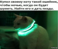 Котоматрица