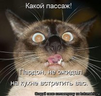 Котоматрица