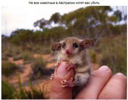 В Австралии все животные хотят вас убить, но не все могут...