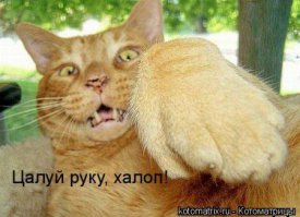 Мокрые киски 2
