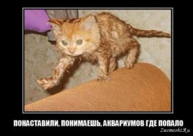 Мокрые киски 2