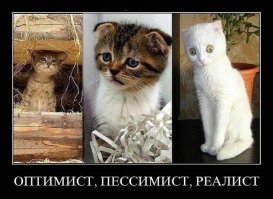 15 котов, мимике которых можно только позавидовать