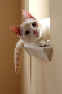 15 котов, мимике которых можно только позавидовать