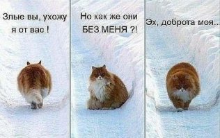 15 котов, мимике которых можно только позавидовать