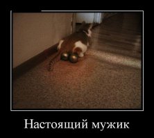 15 котов, мимике которых можно только позавидовать