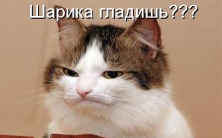 Эти кошачьи морды !!!