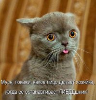 Эти кошачьи морды !!!