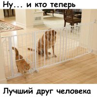 15 котов, мимике которых можно только позавидовать