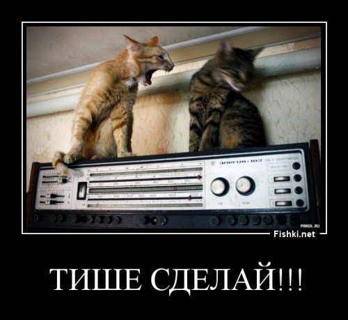 15 котов, мимике которых можно только позавидовать