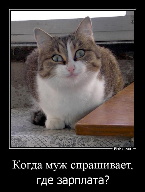 15 котов, мимике которых можно только позавидовать