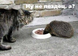 15 котов, мимике которых можно только позавидовать