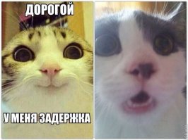15 котов, мимике которых можно только позавидовать