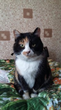 15 котов, мимике которых можно только позавидовать