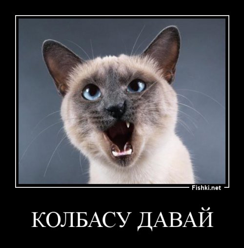 15 котов, мимике которых можно только позавидовать