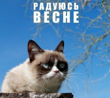 15 котов, мимике которых можно только позавидовать