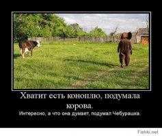 Смешные комментарии и высказывания из социальных сетей