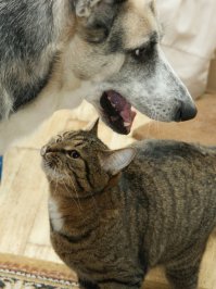 Зверюшки атакуют