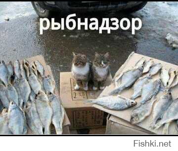 Зверюшки атакуют