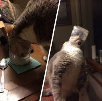 Кто минусит, видимо с котами так поступает...