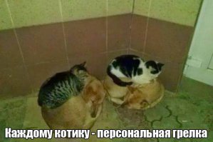 Каждой собаке персональный вибромассажёр