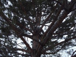 Коты прилетели