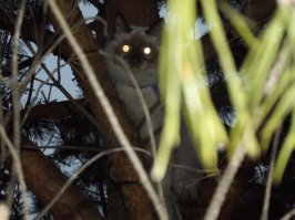 Коты прилетели