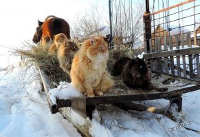 на дискотеку в соседнее село.