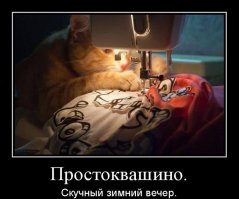Мне срочно нужен этот кот