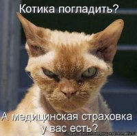 Простите, можете нас немного погладить? (1 фото+видео)