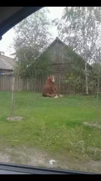 Подборка животных в легком замешательстве