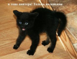 Пантера