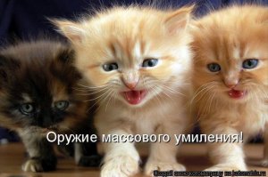 Поднимаем настроение! Зверюшки в студии!