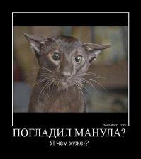 Манул ч.2