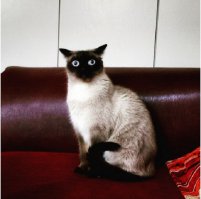 Где здесь сарказм? Автор вообще знает значение слова сарказм?