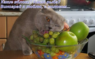 Поднимаем настроение! Зверюшки в студии!