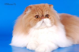Короткошерстые? Котишки милые,но этот явно не короткшерстый!