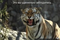 Тигр