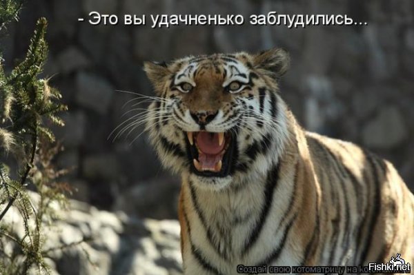 Тигр