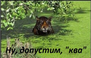 Тигр