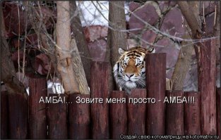 Тигр