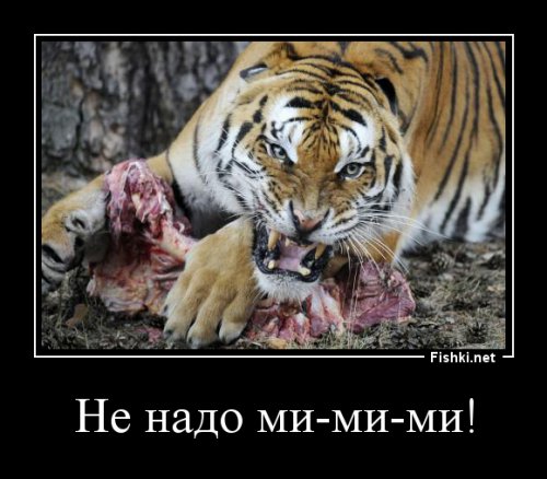 Тигр