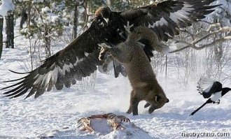 Орлы