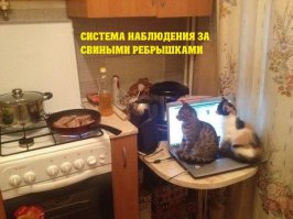 Смешные комментарии и высказывания из социальных сетей
