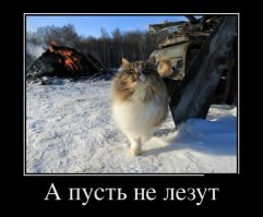 Кошачьи истории в фотографиях